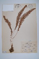 登錄號:P008070藏品圖，第1張