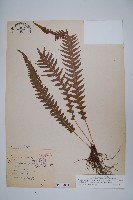 翅軸假金星蕨、短柄卵果蕨藏品圖，第1張