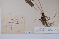 翅軸假金星蕨、短柄卵果蕨藏品圖，第2張