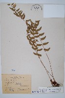 臺灣耳蕨藏品圖，第1張