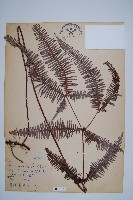 登錄號:P008073藏品圖，第1張