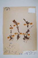 毛碎米蕨藏品圖，第1張