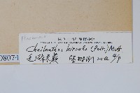 毛碎米蕨藏品圖，第2張