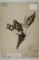 多鱗粉背蕨藏品圖，第1張