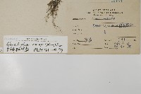 多鱗粉背蕨藏品圖，第2張