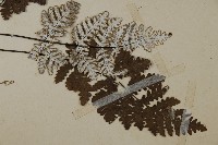 多鱗粉背蕨藏品圖，第3張