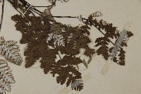 多鱗粉背蕨藏品圖，第4張