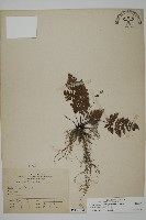 多鱗粉背蕨藏品圖，第1張