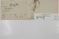 多鱗粉背蕨藏品圖，第2張