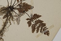 多鱗粉背蕨藏品圖，第3張