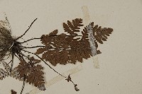 多鱗粉背蕨藏品圖，第4張