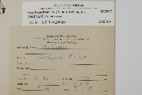 多鱗粉背蕨藏品圖，第2張