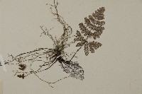 多鱗粉背蕨藏品圖，第3張