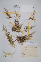 異葉卷柏藏品圖，第1張