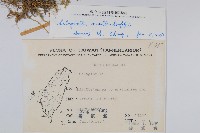 異葉卷柏藏品圖，第2張