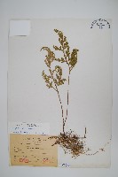 擬密葉卷柏藏品圖，第1張