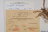 擬密葉卷柏藏品圖，第2張