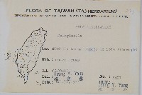 密葉卷柏藏品圖，第2張