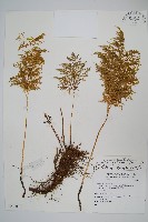 高山金粉蕨藏品圖，第1張