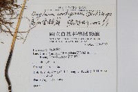 高山金粉蕨藏品圖，第2張