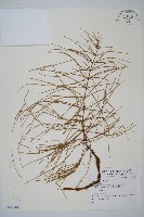 登錄號:P008084藏品圖，第1張