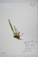 瓦葦藏品圖，第1張