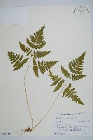 羽節蕨藏品圖，第1張