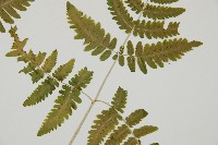 羽節蕨藏品圖，第3張