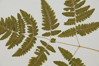 羽節蕨藏品圖，第4張