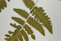 羽節蕨藏品圖，第5張