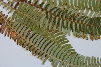 登錄號:P008087藏品圖，第3張