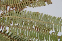 登錄號:P008087藏品圖，第4張