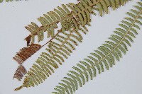 登錄號:P008087藏品圖，第5張