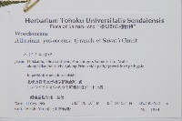 禾稈蹄蓋蕨藏品圖，第2張