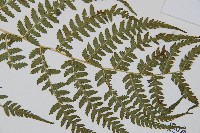 禾稈蹄蓋蕨藏品圖，第3張