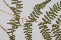 禾稈蹄蓋蕨藏品圖，第4張