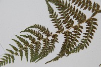 禾稈蹄蓋蕨藏品圖，第5張