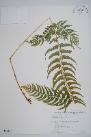 三叉耳蕨藏品圖，第1張