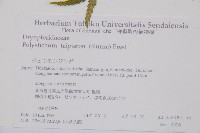 三叉耳蕨藏品圖，第2張