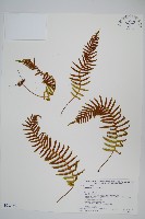 登錄號:P008090藏品圖，第1張