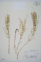 登錄號:P008091藏品圖，第1張