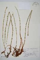 登錄號:P008092藏品圖，第1張