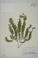 掌葉鐵線蕨藏品圖，第1張