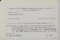 掌葉鐵線蕨藏品圖，第2張