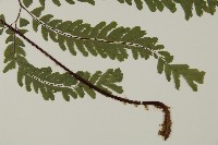 掌葉鐵線蕨藏品圖，第3張