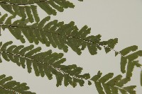掌葉鐵線蕨藏品圖，第4張
