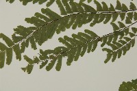 掌葉鐵線蕨藏品圖，第5張