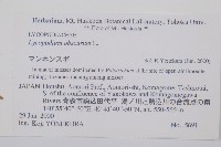 玉柏、玉柏石松藏品圖，第2張