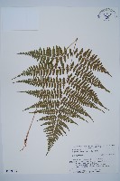 山蹄蓋蕨藏品圖，第1張