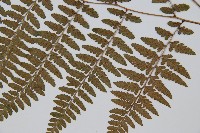 山蹄蓋蕨藏品圖，第3張